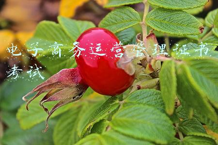 电子商务运营管理证书考试