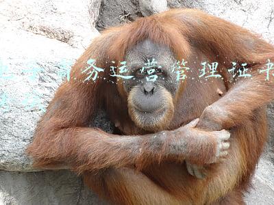 电子商务证书报名考试(肇庆考电子商务师证需要什么条件报名时间在哪里考费用多少)