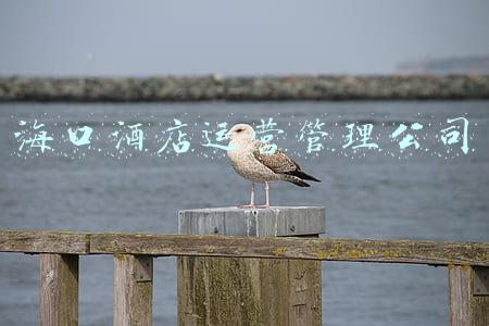 海南海航国际酒店管理股份有限公司(海航之后，航空公司还敢不敢做酒店？)
