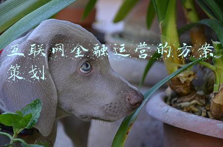 互联网金融运营实训报告(金融远程实习会做什么？有什么收获？)
