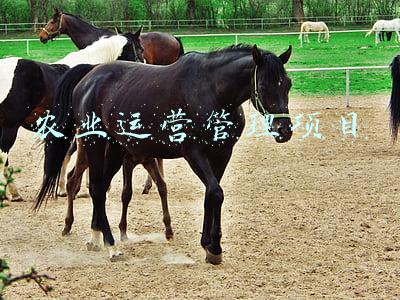 农业运营管理项目