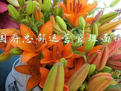 恒力全球运营总部(定了：投资110亿！恒力全球运营总部正式落户苏州园区)