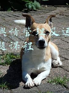 新媒体舆情管理及应对(应急管理舆情应对的原则和要求)