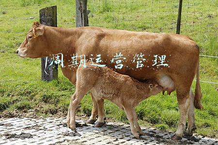 周期运营管理