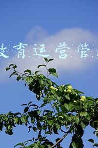 k12教育运营管理方案