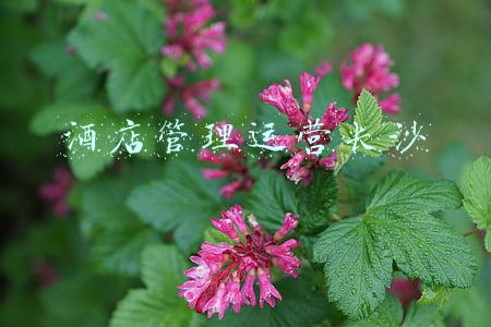 酒店管理运营长沙
