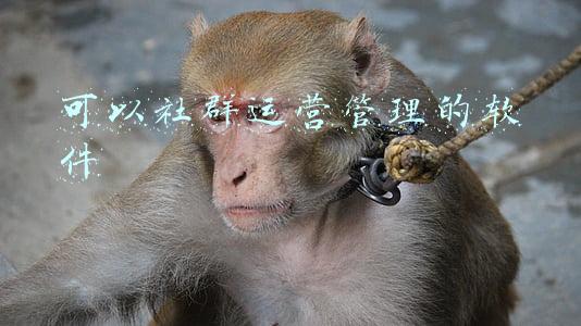 社群运营系统(陈小步：一万五千字，讲透TOB社群运营之道)