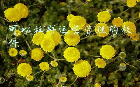 社群软件排名(13款微信社群运营工具推荐)