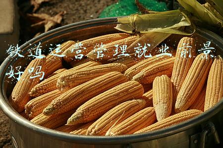 铁道运营管理就业前景好吗