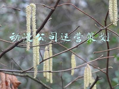动漫公司运营策划