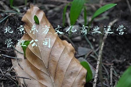 北京东方文化商业运营管理公司