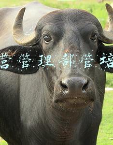 营运管培生主要负责什么工作(从备受青睐到形同鸡肋 管培生是捷径还是“画饼利器”)