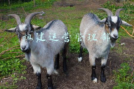 运营部组织架构(组织架构设置调整规范（下）)