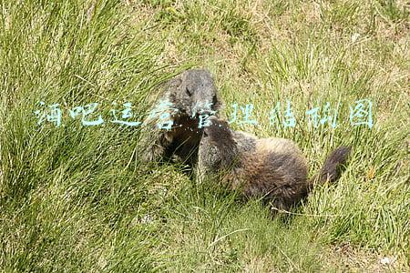 酒吧运营管理结构图