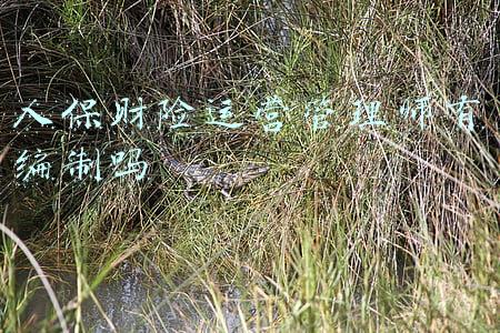 人保财险财务岗正式在编待遇(中国人保：上半年净利润近169亿元，同比增长34%)