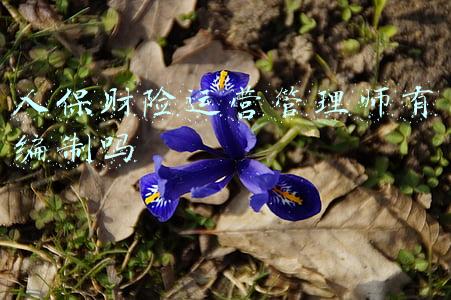 人保财险运营管理师有编制吗