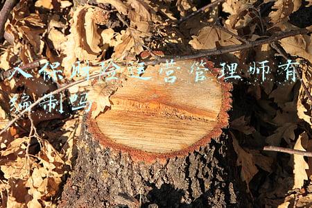 中国人保业务管理岗待遇(上海招聘780名政府专职消防员：年薪约13.4万元，达到条件可在沪落户)