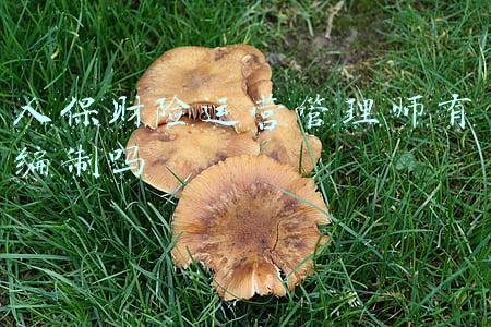 人保财险(湖南人保财险以案说险——找“人伤黄牛”就是给自己“挖坑”)