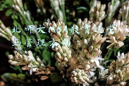 教育运营与管理 北师大(零容忍丨借北师大之名违规办学 她利用职权为儿子的未来“铺路”)