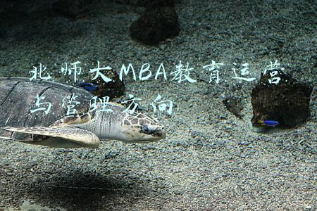 北师大MBA教育运营与管理方向