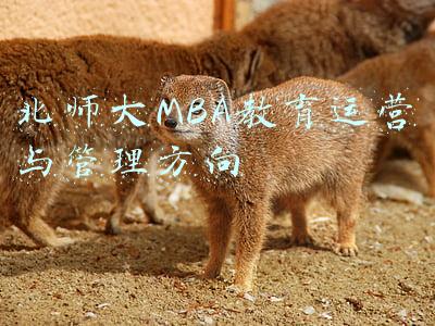 北师大MBA教育运营与管理方向