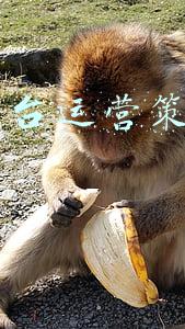 b2c电商平台有哪些(S2b2c新零售商业运营：解析B2C、C2C、O2O)