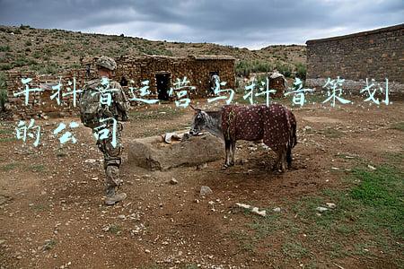 干抖音运营与抖音策划的公司
