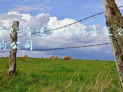 干抖音运营与抖音策划的公司