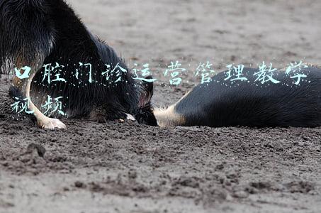 口腔麻醉教学视频(麻醉周说麻醉｜烟台市口腔医院专家带您了解全麻下的儿童口腔治疗)