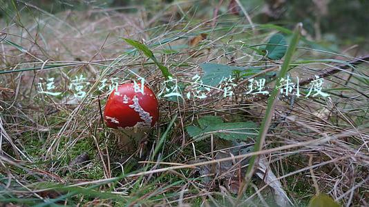 运营项目应急管理制度