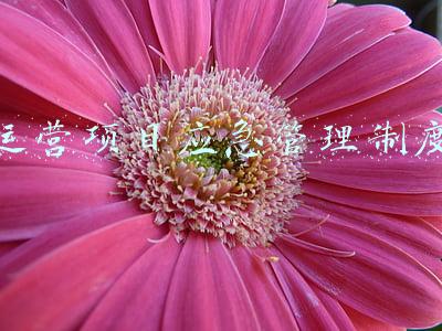 项目化运营管理制度(实施党建工作项目化管理)