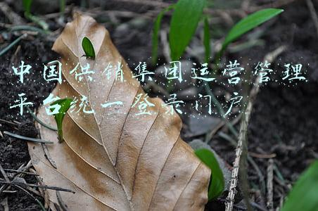 中国供销集团运营管理平台统一登录门户