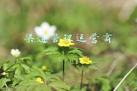 渠道管理运营商