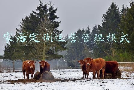 家居 定制(一篇攻略详细了解全屋定制，提升颜值装修便捷，消除你的全部误解)