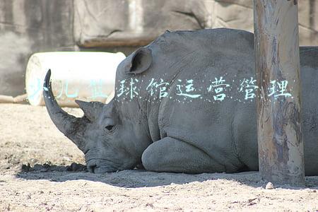 少儿篮球馆项目计划(“双减”之后配套设施也得跟上 多给孩子们建几块篮球场)