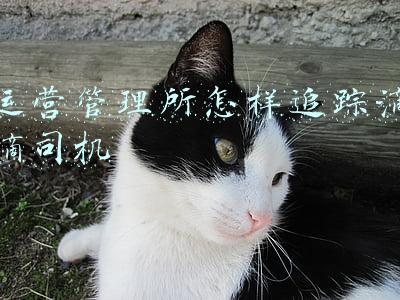 滴滴司机如果被运管部门抓住(跑网约车如果被运管抓了，该咋办？)