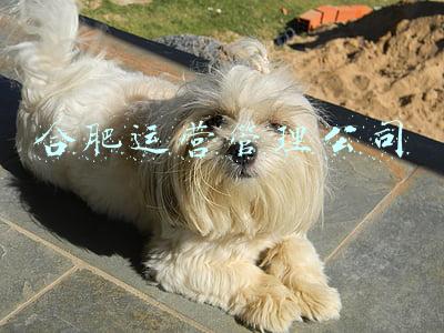 合肥运营管理公司