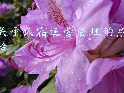 关于民宿运营管理的感悟