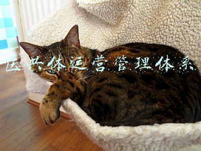 医共体运营管理体系