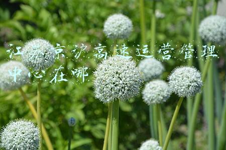 江苏京沪高速有限公司(京沪高速公路概况)