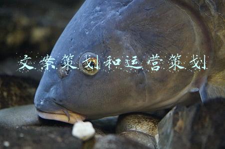 文案策划和运营策划