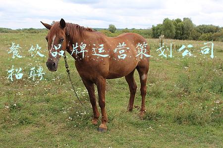 餐饮策划广告公司(初入餐饮业的投资者如何找到一个靠谱的餐饮策划公司？)