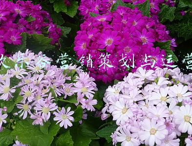 欢乐谷营销策划与运营
