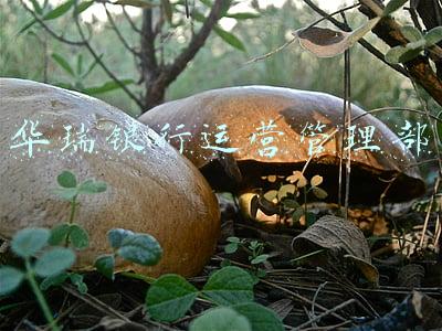 上海华瑞银行经营状况(上海华瑞银行回应被罚没超520万元：目前大部分问题已完成整改)