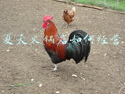 夏天火锅店如何经营