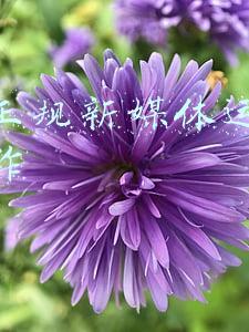 天津新媒体运营招聘(发布不实招聘信息，天津这个自媒体被约谈)