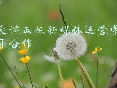 天津正规新媒体运营常年合作