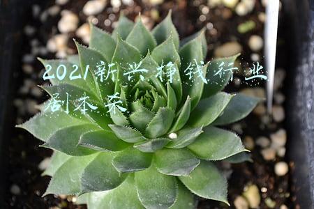 2021新兴挣钱行业剧本杀