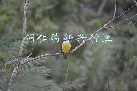 铜仁市是哪个省的城市(铜仁10区县人口一览：碧江区44.21万，石阡县29.71万)
