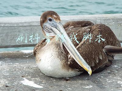自动刷视频赚钱脚本(躺赚真的没那么容易)